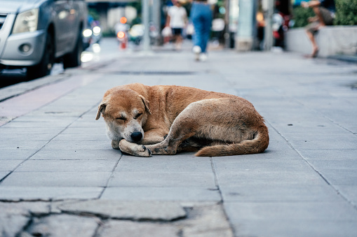 Homeless dog in Bangkok
