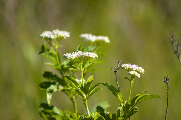 istock Closeup of dwarf elder flowers with green blurred background 1642331722