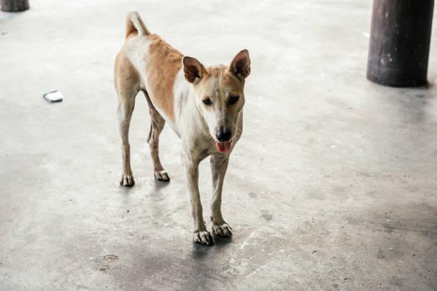 istock Group of homeless dog 1642335487