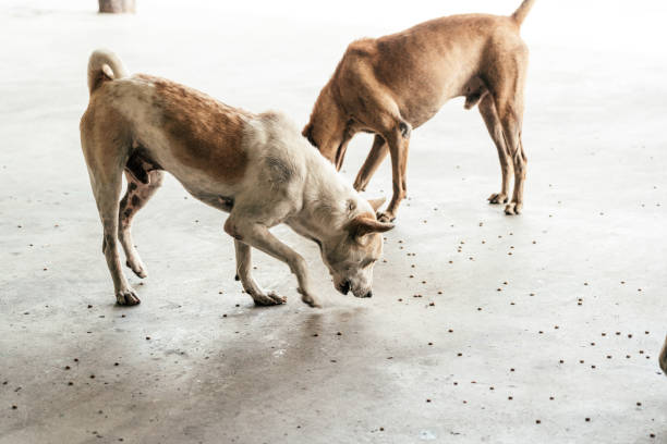 istock Group of homeless dog 1642335489