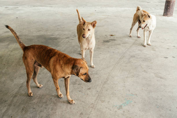 Group of homeless dog