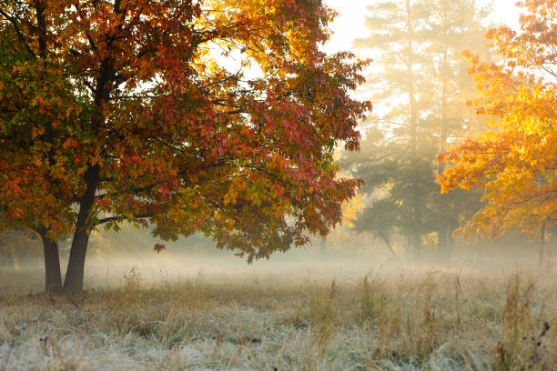 Autumn Landscape in the sunlight, nature tree and meadow