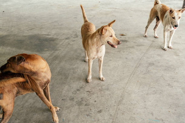istock Group of homeless dog 1642337192