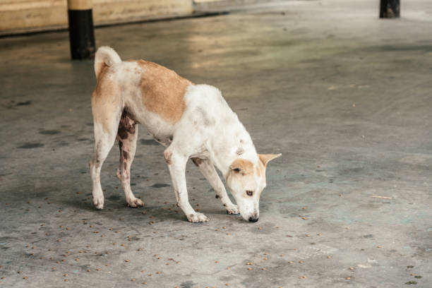 istock Group of homeless dog 1642338982