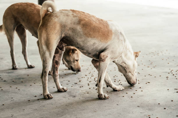 Group of homeless dog