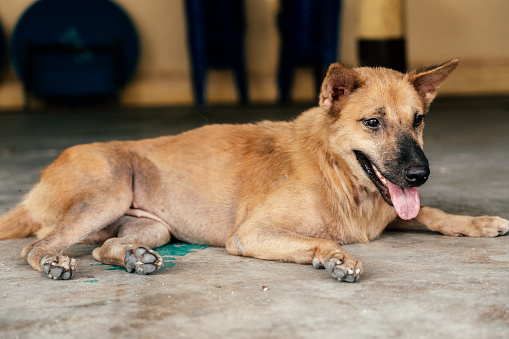 Homeless dog in Bangkok