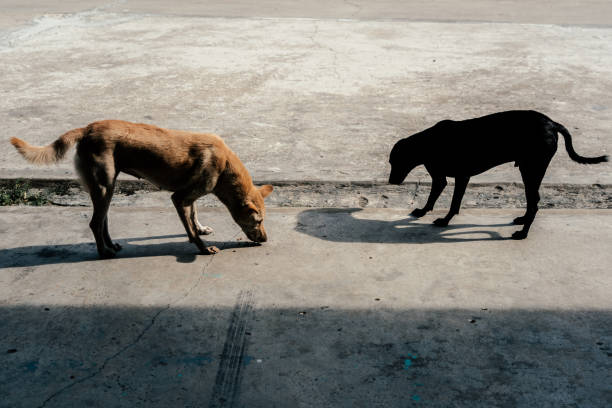 Group of homeless dog