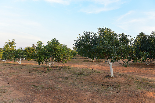Chaiyaphum Thailand january 21 2023 Cultivation on organic farms of tasty hass avocado trees.