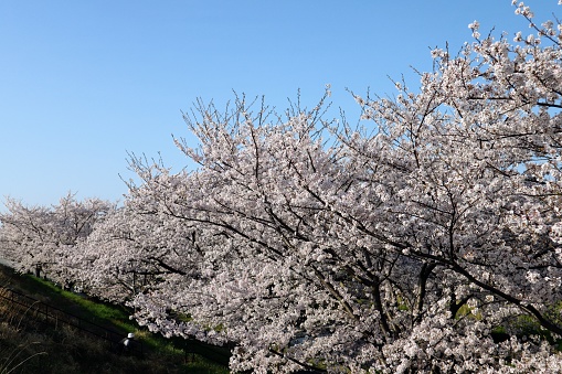 Photo of beautiful cherry blossom scenery on the riverbed in spring in Japan