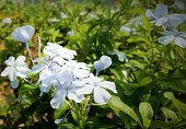 Beautiful white Jasmine flowers on a bright sunny day