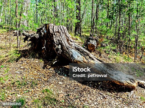 istock big gnarled stump in the forest 1642365345