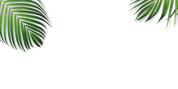 istock Summer tropical leaves on white background with copy space 1642365475