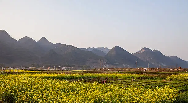 Field of rape flowers,spring pastoral scene ,China