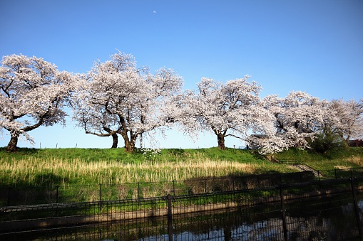 Photo of beautiful cherry blossom scenery on the riverbed in spring in Japan