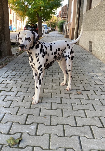 A beautiful white and black dog on the street.