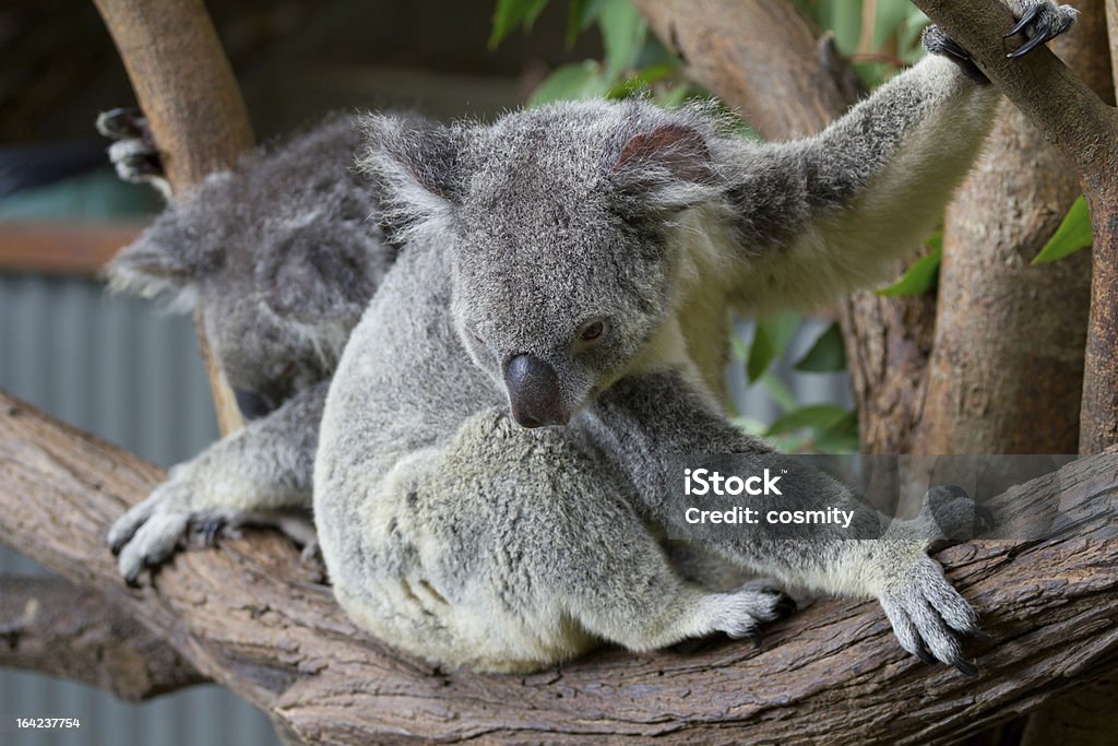 Misie Koala - Zbiór zdjęć royalty-free (Australia)