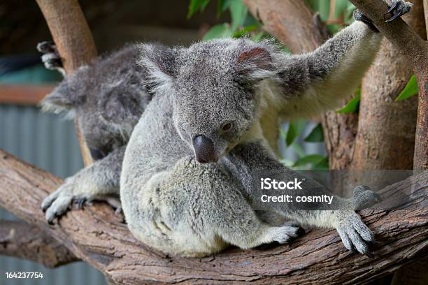 Misie Koala - zdjęcia stockowe i więcej obrazów Australia - Australia, Drzewo, Dzikie zwierzęta