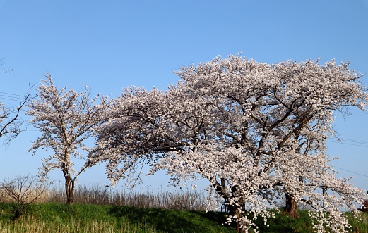 Photo of cherry blossoms in spring in japan