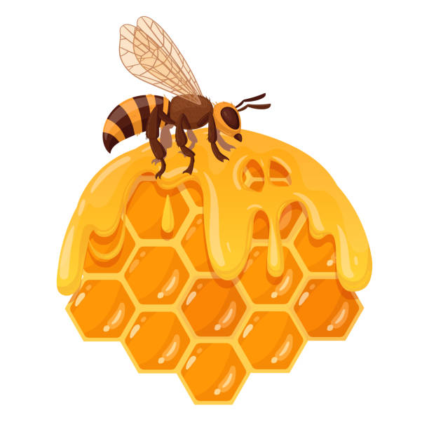 ilustraciones, imágenes clip art, dibujos animados e iconos de stock de panal de dibujos animados con abeja. panal con miel dulce derretida, honeycraft y apicultura. abeja melífera con ilustración vectorial plana de miel - honey hexagon honeycomb spring