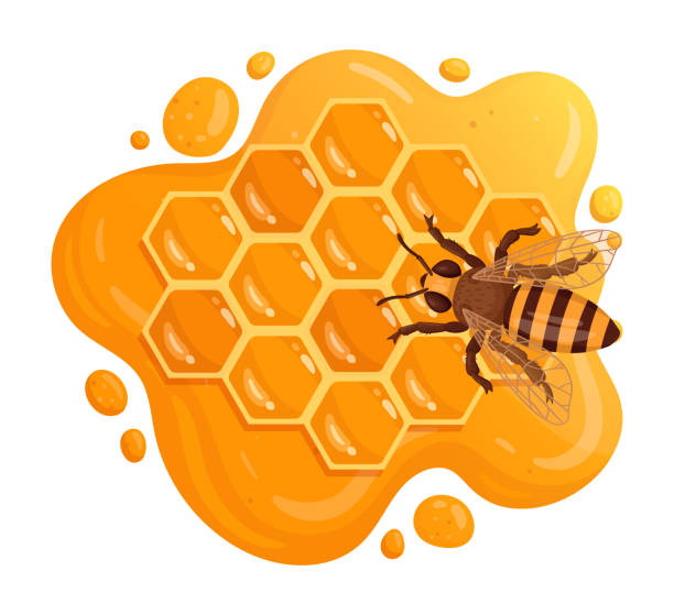 벌집에 앉아 있는 꿀벌. 달콤한 녹는 꿀, 벌집, 양봉 플랫 벡터 일러스트레이션이 있는 만화 벌집 - honey hexagon honeycomb spring stock illustrations