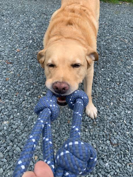 istock Golden labrador retriewer 1642389392