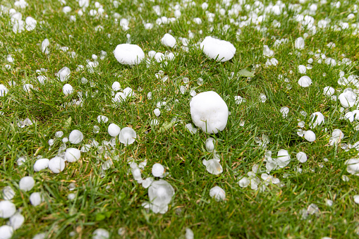 Big hailstones in grass