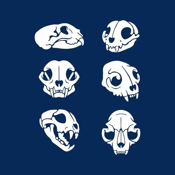 Vector illustration of cat skull. Cat silhouette. Vector illustration art