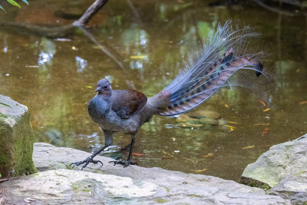 A superb lyrebird, Menura novaehollandiae, by a river in Victoria, Australia. This is an adult male. A superb lyrebird, Menura novaehollandiae, by a river in Victoria, Australia. This is an adult male. superb lyrebird stock pictures, royalty-free photos & images
