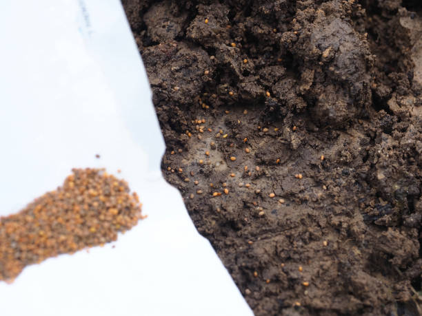 istock arugula seeds for planting in the ground 1642407658