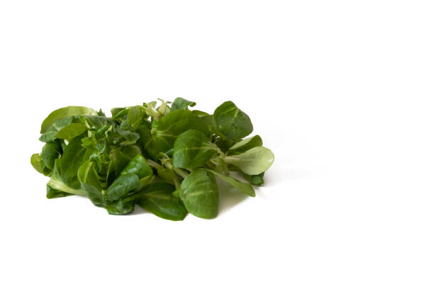 istock A handful of lamb's lettuce leaves, isolated on a white background. 1642415962