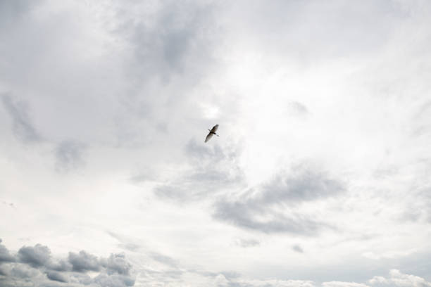 istock white heron flying in cloudy sky 1642423684