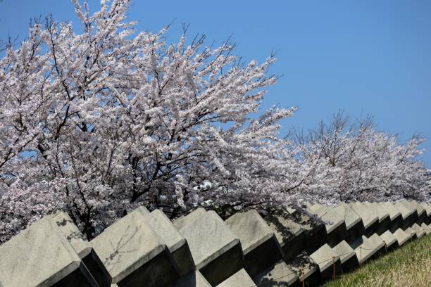 istock Scenery of cherry blossoms and tetrapods 1642438528