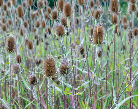 Seedheads of teasel close-up view