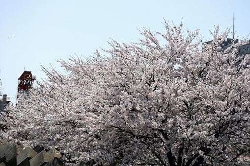 Landscape photography of cherry blossoms in full bloom in japan
