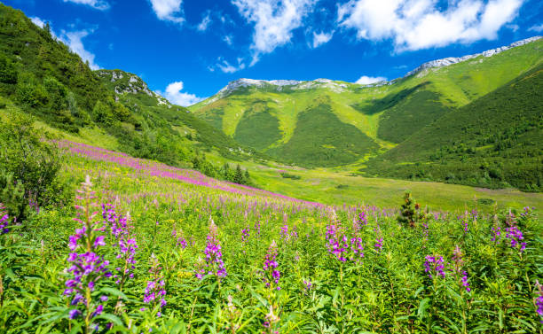 スロバキアの花の牧草地と夏のタトラ山脈の素晴らしい景色 - tatra national park ストックフォトと画像