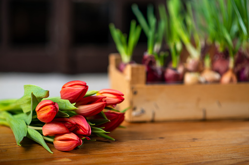 Bouquet of tulips on a wooden surface. Bouquet for the holiday.