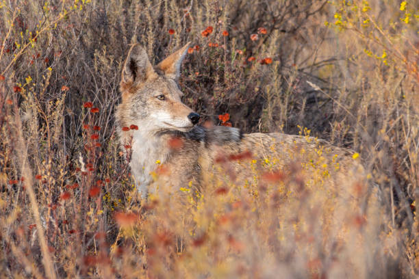 Young Coyote at Santa Susana Pass State Historic Park in the San Fernando Valley area of Los Angeles County California.