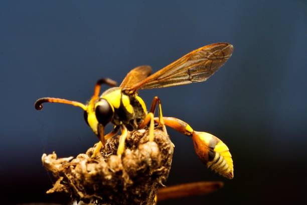 istock macro photo of a bee on a flower 1642449692
