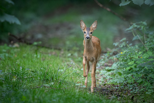 Beautiful fawn (Capreolus capreolus) standing in a forest.