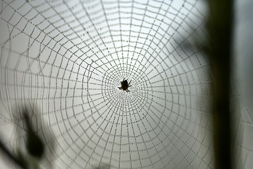 Spider webs, found in forests, some insects are trapped in them