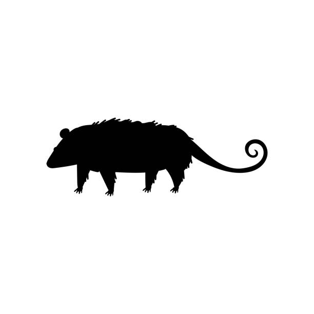 bildbanksillustrationer, clip art samt tecknat material och ikoner med black silhouette of north american opossum animal, vector illustration isolated. - lucia