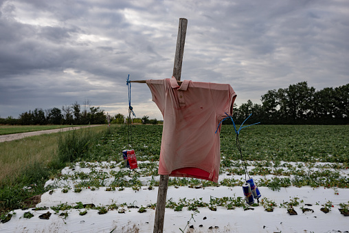 Scarecrow on a strawberry field at surface mine Hambach in North Rhine-Westfalia