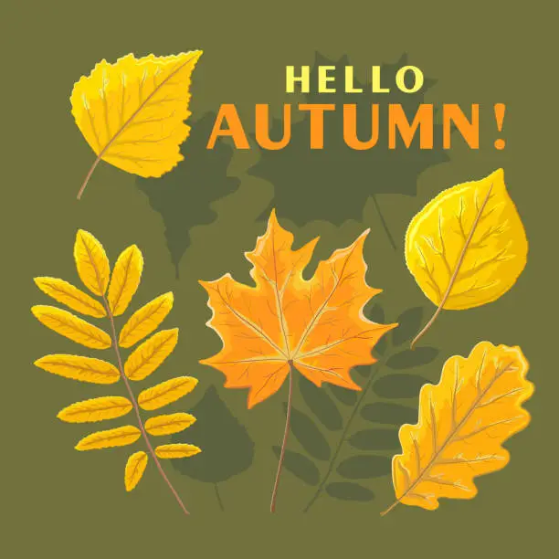 Vector illustration of Bright autumn orange leaves of birch, maple, oak, poplar and mountain ash on a square yellow - green background with the inscription HELLO, AUTUMN and silhouettes of leaves. Vector illustration.