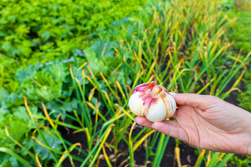 farmer holding fresh garlic in the garden. head of fresh garlic. garlic cultivation