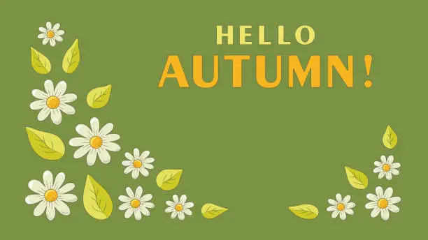 Vector illustration of Chamomile flowers with leaves on the edges of a horizontal large-format light green background with the inscription HELLO, AUTUMN. Background decoration. Greeting and invitation. Vector illustration.