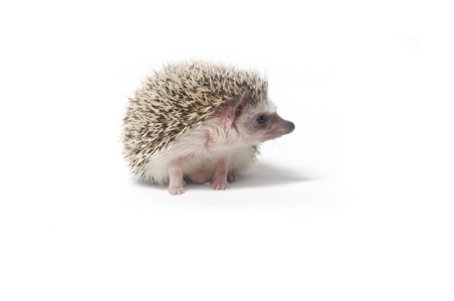 A cute little hedgehog isolated on a white background