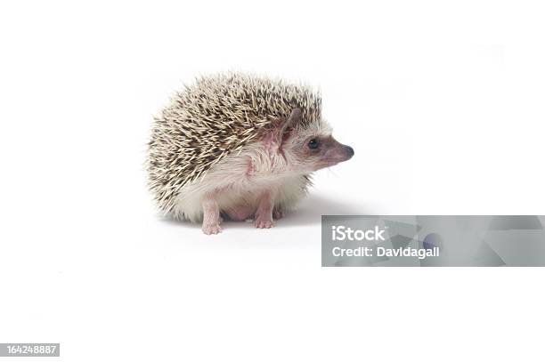 Foto de Ouriçocacheiro e mais fotos de stock de Porco Domesticado - Porco Domesticado, Sebe viva, Afiado