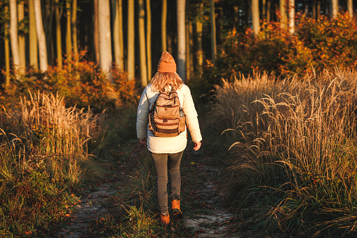 Woman with backpack hiking in woodland. Hiker walking on footpath in autumn forest. Golden sunlight in fall season morning