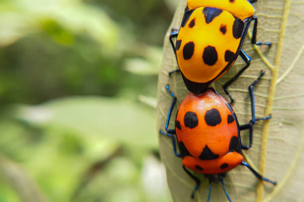 istock Closeup macro of shield bug mating in nature 1642490875