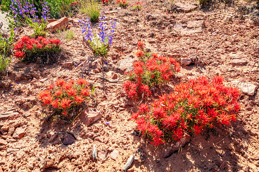 Red Indian Paintbrush wildflowers in the red desert soil of Utah blooming in spring